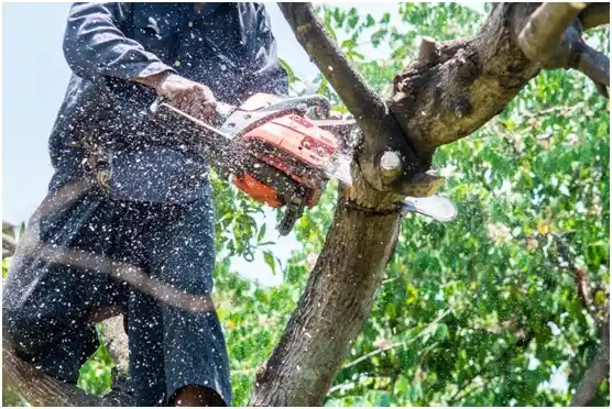 tree services Clarion